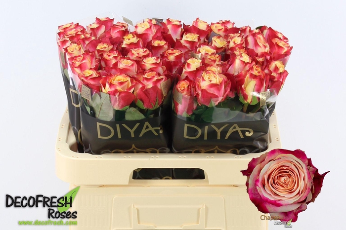 <h4>R Gr Chapeau</h4>