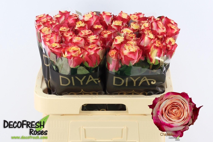 <h4>R Gr Chapeau</h4>