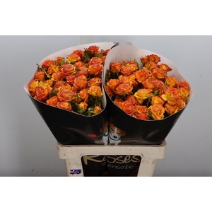 R Tr Wx Flaming Yellow Xl