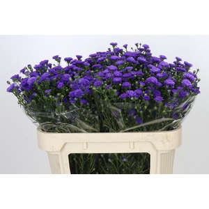 Aster Astee Dark Milka