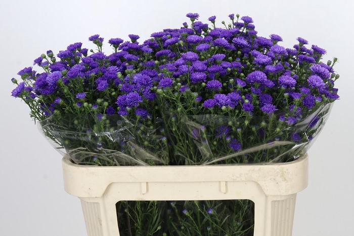 <h4>Aster Astee Dark Milka</h4>