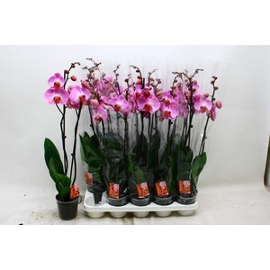 PHAL OV ROZE