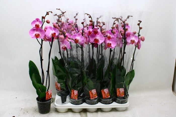 <h4>PHAL OV ROZE</h4>