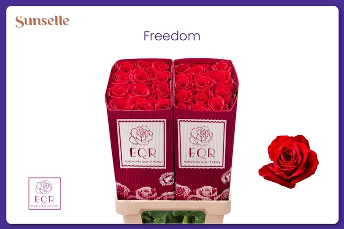 <h4>R GR FREEDOM</h4>