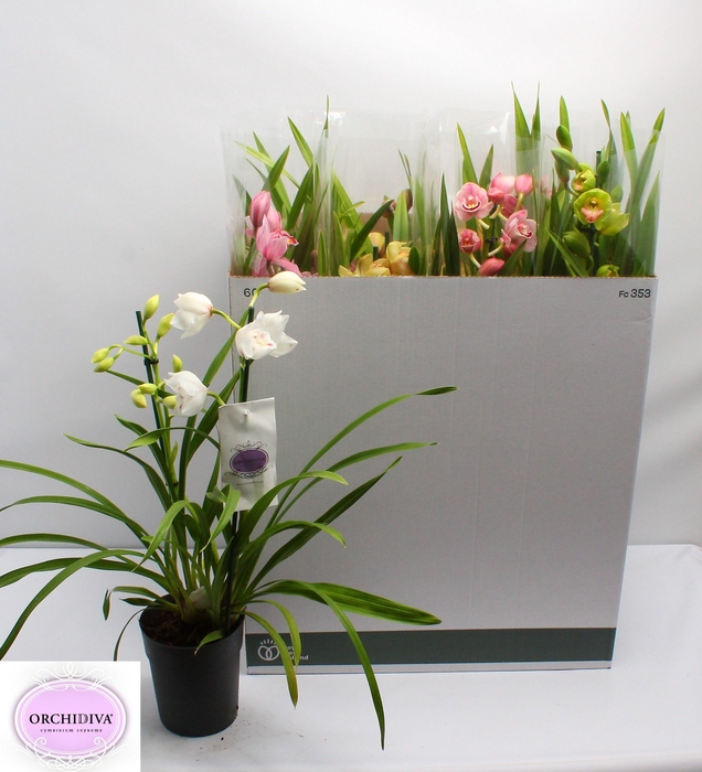 arr8 Cymbidium Gem