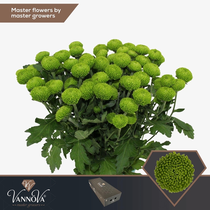 <h4>Chr T Deligreen</h4>