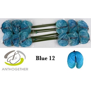 Anthurium Anth A Ov Klb H