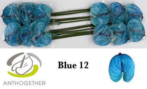 <h4>Anthurium Anth A Ov Klb H</h4>