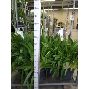 Agapanthus  'Big White'