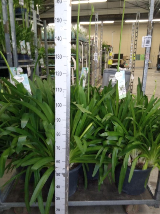 <h4>Agapanthus  'Big White'</h4>