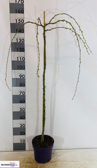 <h4>LABURNU WA VOSSII</h4>