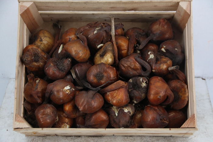 <h4>BOL COLCHICUM X50</h4>