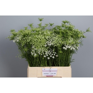 AMMI MAJUS AMMI MAJUS