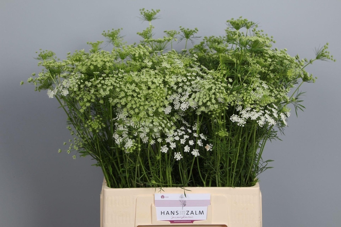 <h4>AMMI MAJUS AMMI MAJUS</h4>