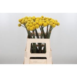 Craspedia Yellow Xl