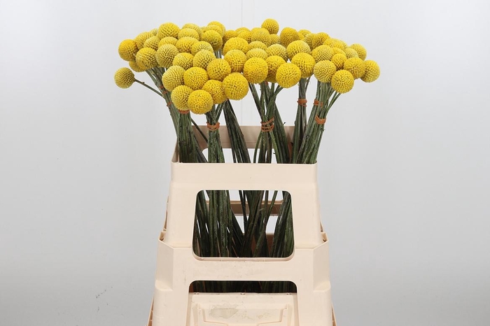 <h4>Craspedia Yellow Xl</h4>