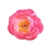 Paeonia Cytherea