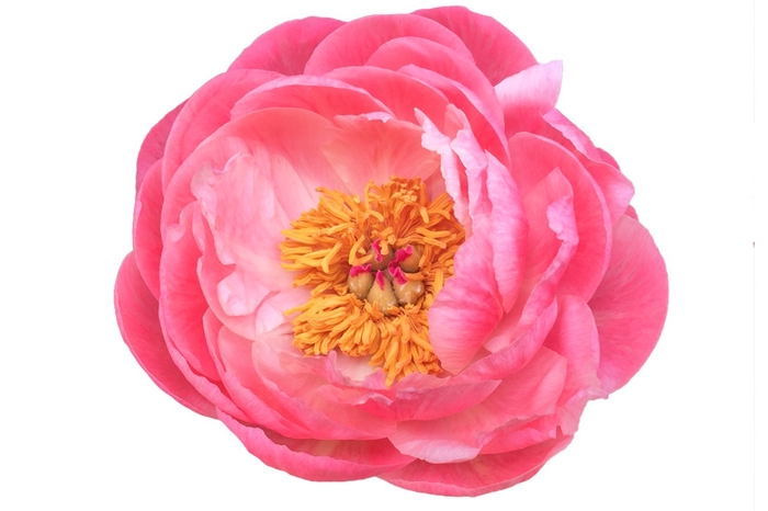 <h4>Paeonia Cytherea</h4>