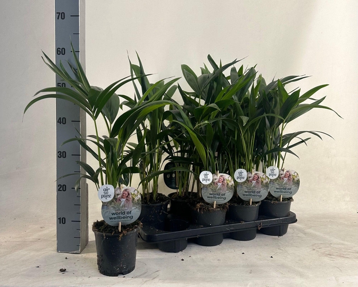 <h4>KENTIA - P13 H45 - 6PP - Air So Pure (Howea forsteriana)</h4>
