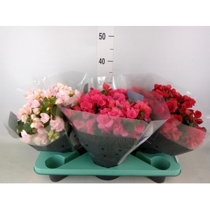 Begonia BD 'Beleaf'   ...mix