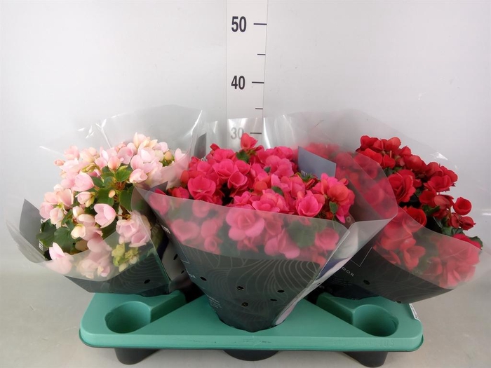 <h4>Begonia BD 'Beleaf'   ...mix</h4>