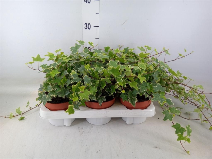 <h4>Hedera helix 'Eva'</h4>