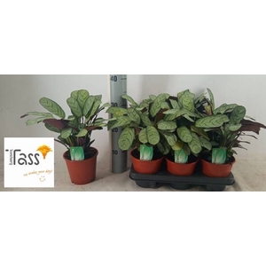 CTENANTHE AMAGRIS