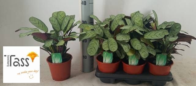 <h4>CTENANTHE AMAGRIS</h4>