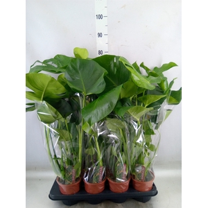 Monstera delic.