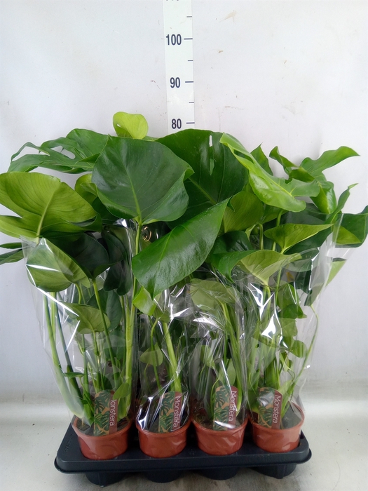 <h4>Monstera delic.</h4>