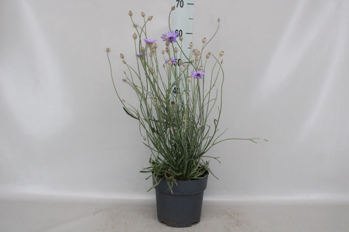 <h4>Catananche caerulea 'Major'</h4>