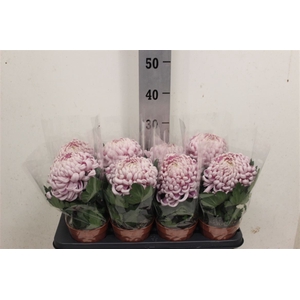 Chrys Vienna Pink