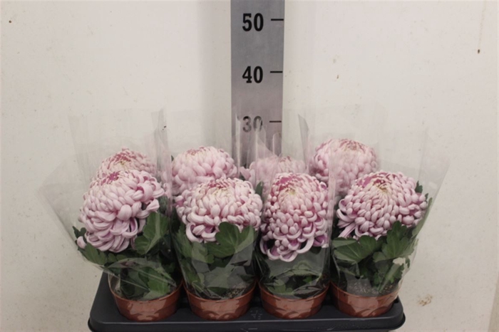 <h4>Chrys Vienna Pink</h4>