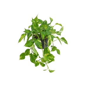 JIBOIA VERDE 1/2 CUIA PENDENTE