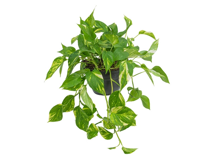 JIBOIA VERDE 1/2 CUIA PENDENTE