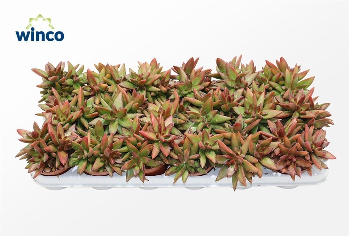 <h4>Sedum Adolphi "Firestorm"</h4>