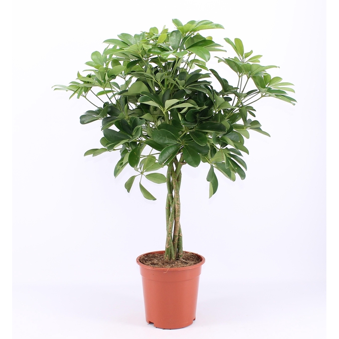 <h4>SCHEF AR NORA</h4>