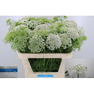 Ammi Visnaga Casablanca