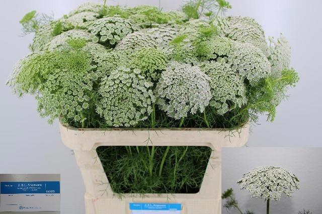 <h4>Ammi Visnaga Casablanca</h4>
