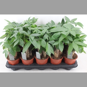 arr3 CP - Pachira Aquatica x10