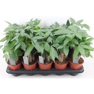 Arr3 Cp - Pachira Aquatica X10