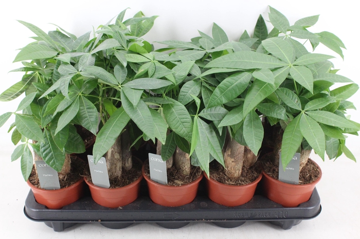 <h4>arr3 CP - Pachira Aquatica x10</h4>