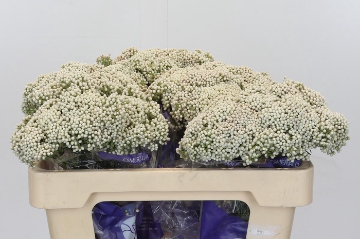 Ozothamnus Cooks Snow White