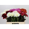 Dahlia Gemengd in fust