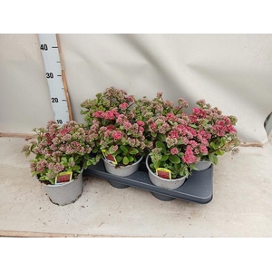 SEDUM TELEPHIUM