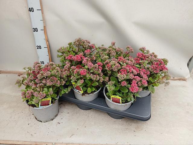 <h4>SEDUM TELEPHIUM</h4>