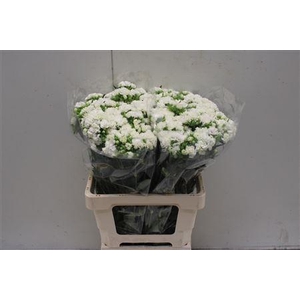 Dianthus Ba Doblino White