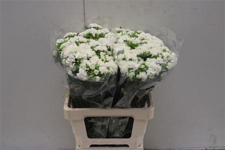 <h4>Dianthus Ba Doblino White</h4>