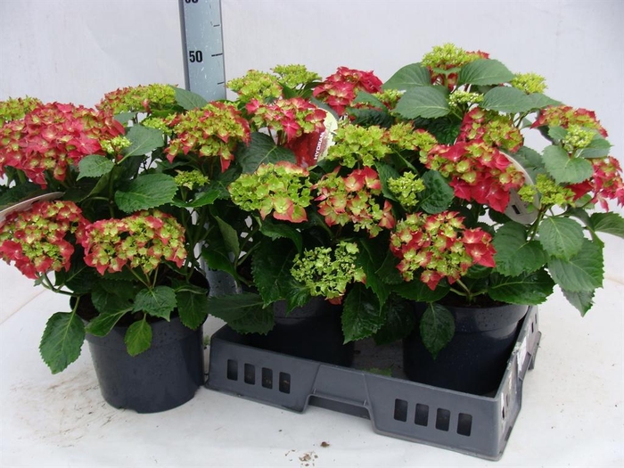 <h4>Hydrangea mac.</h4>