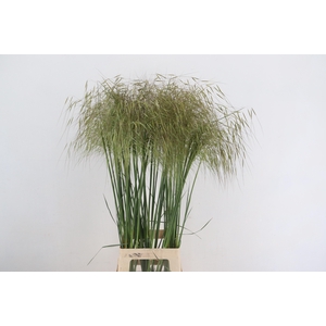 STIPA GIGANTEA